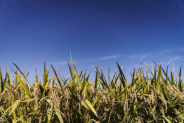 포토 JPG 주간 하늘 풍경 사람없음 야외 벼 가을 충청남도 당진 국내포토 자연요소 계절 곡류 충청도 파일형식