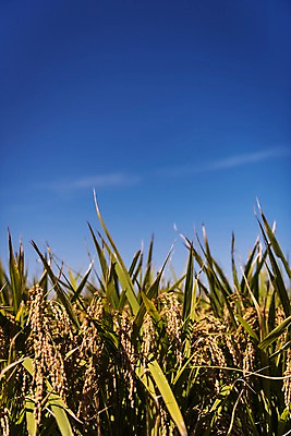 포토 JPG 주간 하늘 풍경 사람없음 야외 벼 가을 충청남도 당진 국내포토 자연요소 계절 곡류 충청도 파일형식