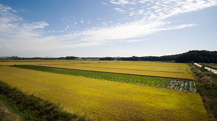 포토 JPG 주간 하늘 풍경 사람없음 야외 가을 충청남도 항공촬영 논밭 당진 국내포토 자연요소 계절 뷰포인트 밭 논 충청도 파일형식