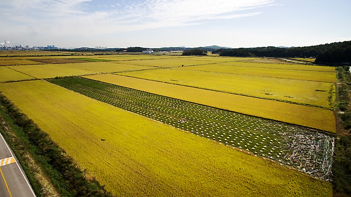 포토 JPG 주간 풍경 사람없음 야외 가을 충청남도 항공촬영 논밭 당진 국내포토 자연요소 계절 뷰포인트 밭 논 충청도 파일형식