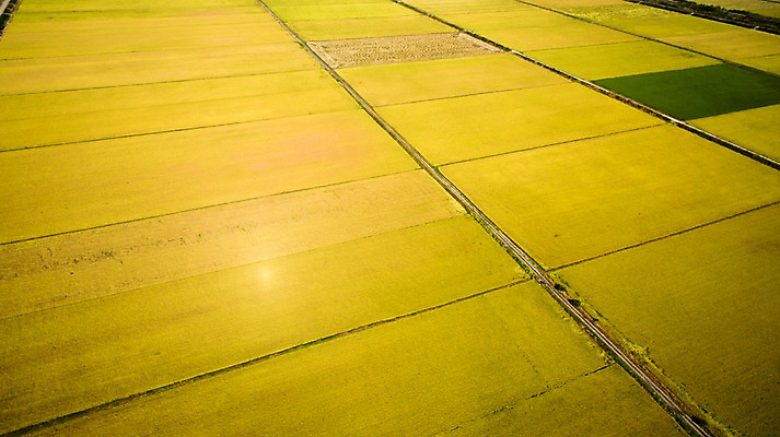 포토 JPG 주간 풍경 사람없음 야외 가을 충청남도 항공촬영 논밭 당진 국내포토 자연요소 계절 뷰포인트 밭 논 충청도 파일형식