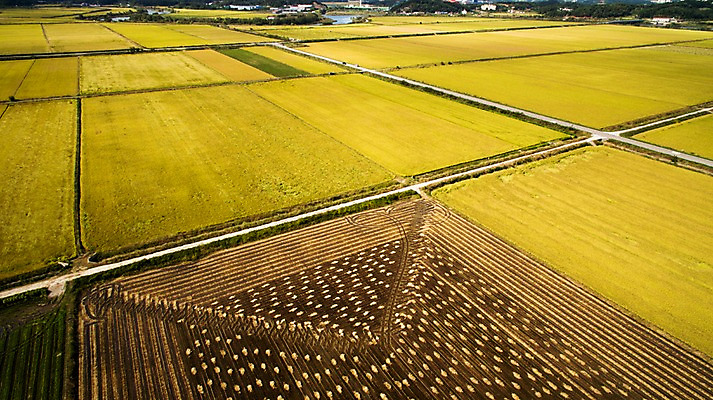 포토 JPG 주간 풍경 사람없음 야외 가을 충청남도 항공촬영 논밭 당진 국내포토 자연요소 계절 뷰포인트 밭 논 충청도 파일형식