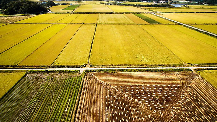 포토 JPG 주간 도로 풍경 사람없음 야외 가을 충청남도 항공촬영 논밭 당진 국내포토 자연요소 계절 길 뷰포인트 밭 교통시설 논 충청도 파일형식
