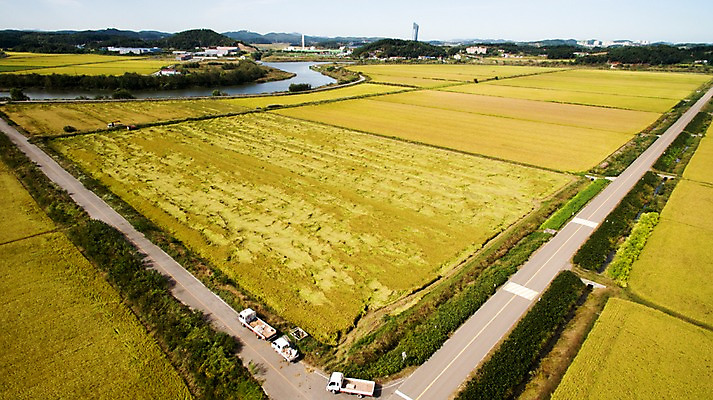 포토 JPG 주간 도로 풍경 사람없음 야외 가을 충청남도 항공촬영 논밭 당진 국내포토 자연요소 계절 길 뷰포인트 밭 교통시설 논 충청도 파일형식