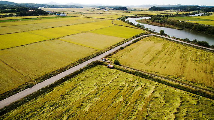 포토 JPG 주간 도로 풍경 사람없음 야외 가을 충청남도 항공촬영 논밭 당진 국내포토 자연요소 계절 길 뷰포인트 밭 교통시설 논 충청도 파일형식