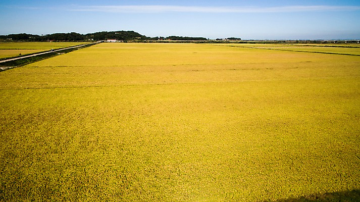포토 JPG 주간 풍경 사람없음 야외 가을 충청남도 항공촬영 논밭 당진 국내포토 자연요소 계절 뷰포인트 밭 논 충청도 파일형식
