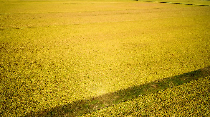 포토 JPG 주간 풍경 사람없음 야외 가을 충청남도 항공촬영 논밭 당진 국내포토 자연요소 계절 뷰포인트 밭 논 충청도 파일형식