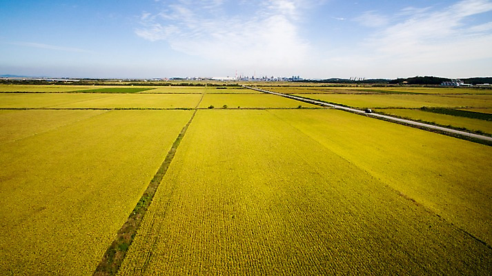 포토 JPG 주간 풍경 사람없음 야외 가을 충청남도 항공촬영 논밭 당진 국내포토 자연요소 계절 뷰포인트 밭 논 충청도 파일형식