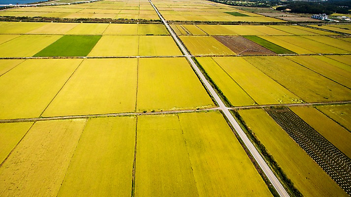포토 JPG 주간 도로 풍경 사람없음 야외 가을 충청남도 항공촬영 논밭 당진 국내포토 자연요소 계절 길 뷰포인트 밭 교통시설 논 충청도 파일형식