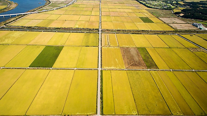 포토 JPG 주간 풍경 사람없음 야외 가을 충청남도 항공촬영 논밭 당진 국내포토 자연요소 계절 뷰포인트 밭 논 충청도 파일형식