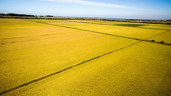 포토 JPG 주간 풍경 사람없음 야외 가을 충청남도 항공촬영 논밭 당진 국내포토 자연요소 계절 뷰포인트 밭 논 충청도 파일형식