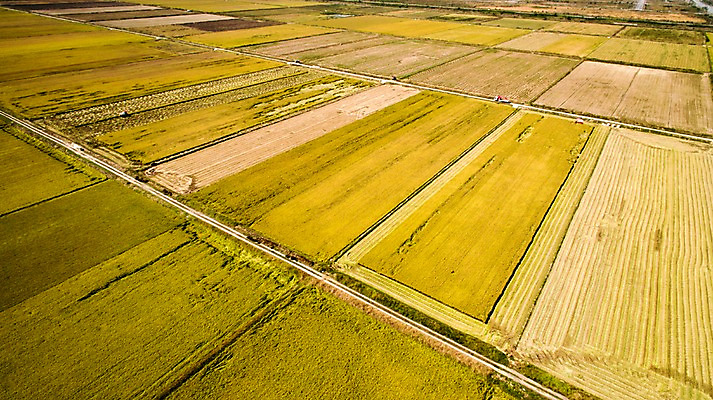 포토 JPG 주간 풍경 사람없음 야외 가을 충청남도 항공촬영 논밭 당진 국내포토 자연요소 계절 뷰포인트 밭 논 충청도 파일형식
