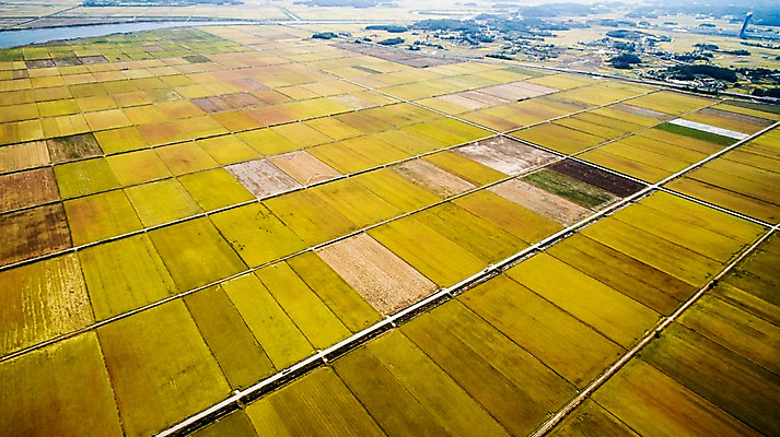 포토 JPG 주간 풍경 사람없음 야외 가을 충청남도 항공촬영 논밭 당진 국내포토 자연요소 계절 뷰포인트 밭 논 충청도 파일형식