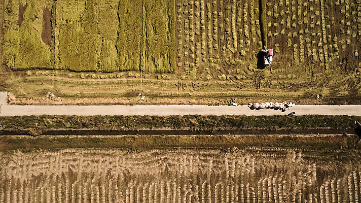 포토 JPG 주간 풍경 사람없음 야외 가을 충청남도 항공촬영 논밭 당진 국내포토 자연요소 계절 뷰포인트 밭 논 충청도 파일형식