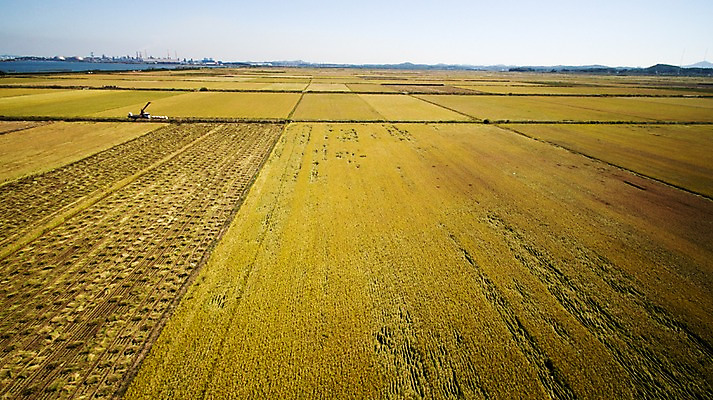 포토 JPG 주간 풍경 사람없음 야외 가을 충청남도 항공촬영 논밭 당진 국내포토 자연요소 계절 뷰포인트 밭 논 충청도 파일형식