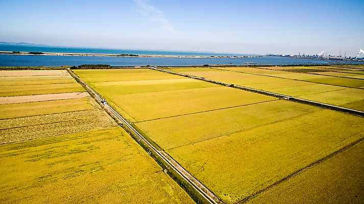 포토 JPG 주간 풍경 사람없음 야외 가을 충청남도 항공촬영 논밭 당진 국내포토 자연요소 계절 뷰포인트 밭 논 충청도 파일형식