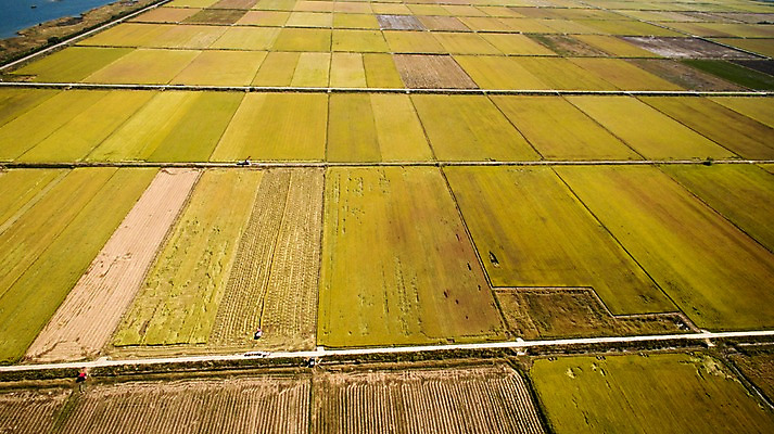 포토 JPG 주간 풍경 사람없음 야외 가을 충청남도 항공촬영 논밭 당진 국내포토 자연요소 계절 뷰포인트 밭 논 충청도 파일형식