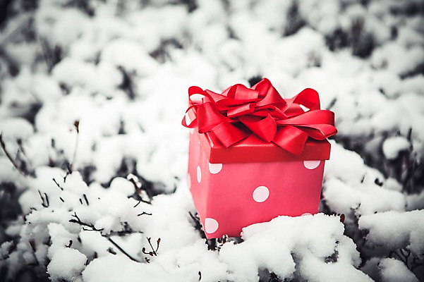 포토 JPG 스튜디오촬영 리본 백그라운드 크리스마스 겨울 실내 이벤트 사람없음 선물상자 나뭇가지 눈 오브젝트 국내포토 자연요소 나무 계절 기념일 날씨 선물 내부 상자 파일형식