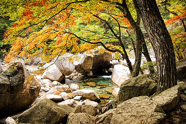 포토 JPG 주간 단풍 자연 풍경 사람없음 야외 계곡 가을 바위 설악산 국내포토 자연요소 계절 잎 산 돌_바위 생태계 인제 파일형식