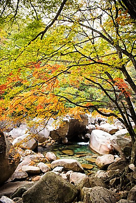 포토 JPG 주간 단풍 자연 풍경 사람없음 야외 계곡 가을 바위 설악산 국내포토 자연요소 계절 잎 산 돌_바위 생태계 인제 파일형식
