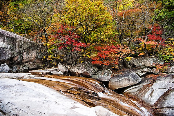 포토 JPG 주간 단풍 자연 풍경 사람없음 야외 계곡 가을 바위 설악산 국내포토 자연요소 계절 잎 산 돌_바위 생태계 인제 파일형식