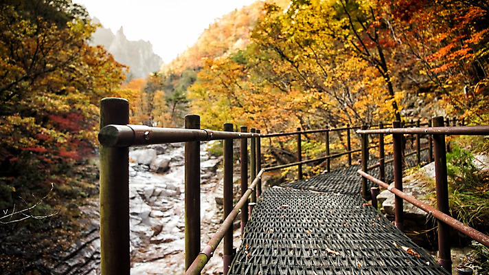 포토 JPG 주간 단풍 자연 풍경 사람없음 야외 계곡 가을 설악산 가교 국내포토 자연요소 건축물 계절 잎 산 생태계 인제 파일형식