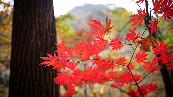포토 JPG 주간 나무 단풍 자연 단풍나무 풍경 사람없음 야외 가을 설악산 국내포토 자연요소 식물 계절 잎 산 생태계 인제 파일형식