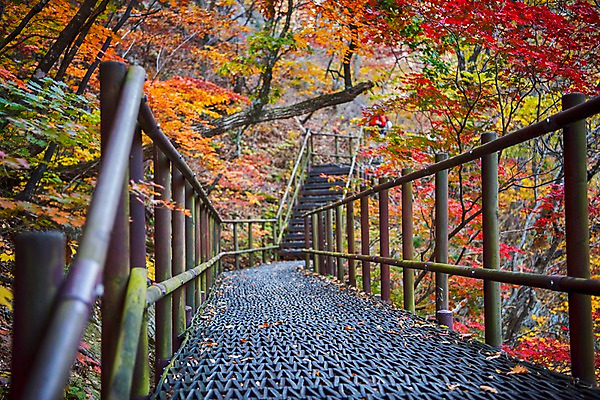포토 JPG 주간 단풍 자연 단풍나무 풍경 사람없음 야외 가을 설악산 가교 국내포토 자연요소 나무 건축물 계절 잎 산 생태계 인제 파일형식