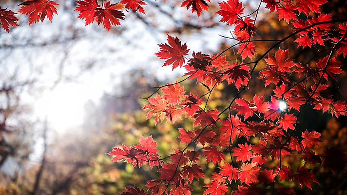 포토 JPG 주간 단풍 자연 하늘 풍경 사람없음 야외 가을 나뭇가지 설악산 국내포토 자연요소 나무 계절 잎 산 생태계 인제 파일형식