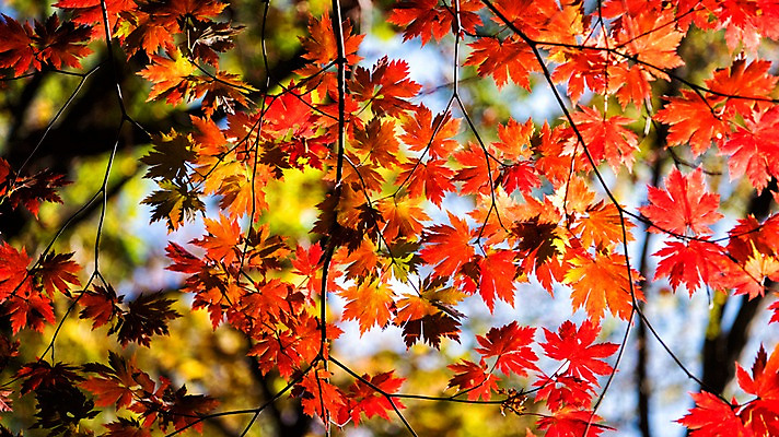 포토 JPG 주간 단풍 자연 단풍나무 풍경 사람없음 야외 가을 설악산 국내포토 자연요소 나무 계절 잎 산 생태계 인제 파일형식