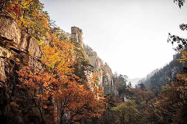 포토 JPG 주간 단풍 자연 단풍나무 풍경 사람없음 야외 가을 바위 설악산 국내포토 자연요소 나무 계절 잎 산 돌_바위 생태계 인제 파일형식