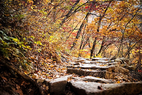 포토 JPG 주간 단풍 자연 단풍나무 풍경 사람없음 야외 가을 설악산 국내포토 자연요소 나무 계절 잎 산 생태계 인제 파일형식