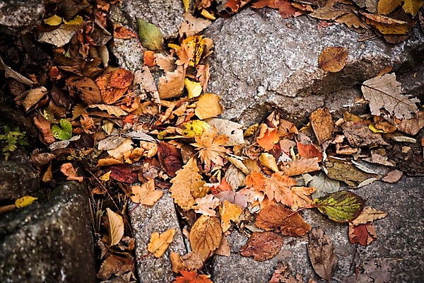 포토 JPG 주간 단풍 낙엽 자연 풍경 사람없음 야외 가을 바위 설악산 국내포토 자연요소 계절 잎 산 돌_바위 생태계 인제 파일형식