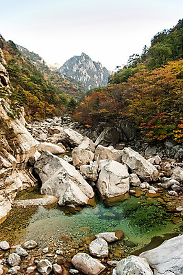 포토 JPG 주간 자연 단풍나무 풍경 사람없음 야외 계곡 가을 바위 설악산 국내포토 자연요소 나무 계절 단풍 산 돌_바위 생태계 인제 파일형식