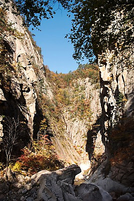 포토 JPG 주간 나무 단풍 자연 단풍나무 풍경 사람없음 야외 가을 바위 설악산 국내포토 자연요소 식물 계절 잎 산 돌_바위 생태계 인제 파일형식