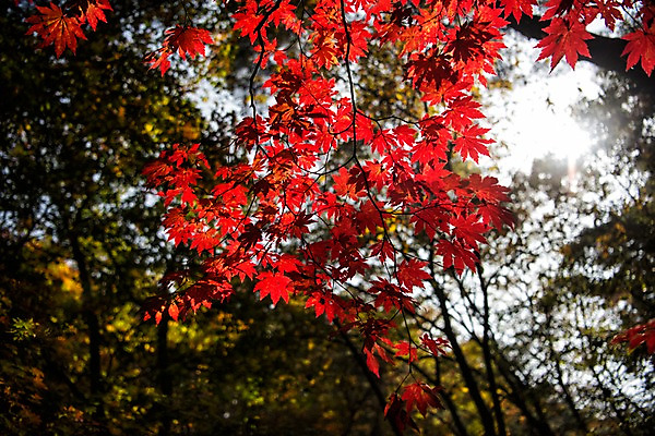 포토 JPG 주간 단풍 자연 단풍나무 풍경 사람없음 야외 햇빛 가을 치악산 국내포토 자연요소 나무 계절 잎 태양 생태계 강원도 파일형식