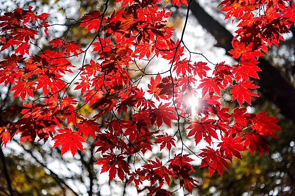 포토 JPG 주간 단풍 자연 단풍나무 풍경 사람없음 야외 햇빛 가을 치악산 국내포토 자연요소 나무 계절 잎 태양 생태계 강원도 파일형식