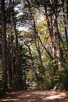 포토 JPG 주간 나무 자연 풍경 사람없음 야외 가을 치악산 국내포토 자연요소 식물 계절 생태계 강원도 파일형식