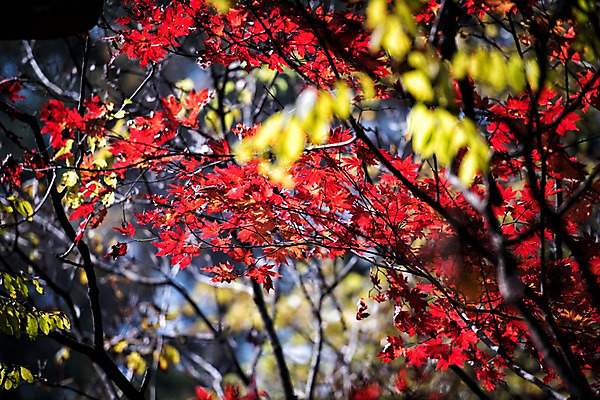 포토 JPG 주간 단풍 자연 단풍나무 풍경 사람없음 야외 햇빛 가을 치악산 국내포토 자연요소 나무 계절 잎 태양 생태계 강원도 파일형식