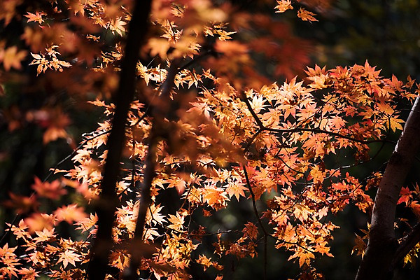포토 JPG 주간 단풍 자연 단풍나무 풍경 사람없음 야외 가을 치악산 국내포토 자연요소 나무 계절 잎 생태계 강원도 파일형식