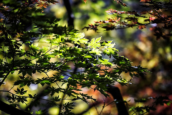 포토 JPG 주간 단풍 자연 단풍나무 풍경 사람없음 야외 가을 치악산 국내포토 자연요소 나무 계절 잎 생태계 강원도 파일형식