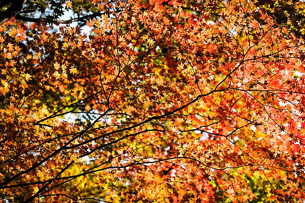 포토 JPG 주간 단풍 자연 단풍나무 풍경 사람없음 야외 가을 치악산 국내포토 자연요소 나무 계절 잎 생태계 강원도 파일형식