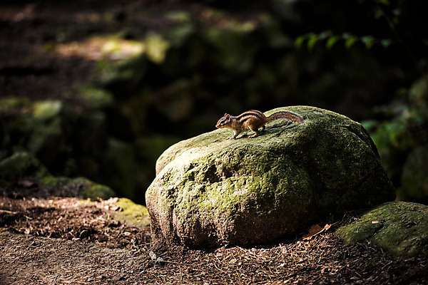 포토 JPG 주간 한마리 자연 풍경 사람없음 야외 가을 바위 다람쥐 치악산 국내포토 자연요소 1 계절 돌_바위 설치류 생태계 강원도 파일형식