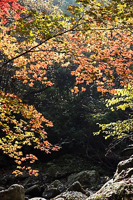 포토 JPG 주간 단풍 자연 단풍나무 풍경 사람없음 야외 가을 치악산 국내포토 자연요소 나무 계절 잎 생태계 강원도 파일형식
