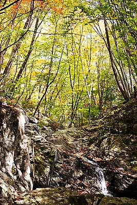 포토 JPG 주간 나무 자연 풍경 사람없음 야외 계곡 가을 치악산 국내포토 자연요소 식물 계절 생태계 강원도 파일형식