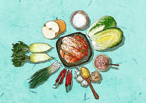 PSD 일러스트 마늘 사람없음 배 무 배추 홍고추 소금 발효 배추김치 김장 생강 발효음식 대파 김장재료 다진마늘 새우젓 포기김치 국내일러스트 음식 채소 과일 식재료 고추 김치 뿌리채소 파 젓갈 파일형식