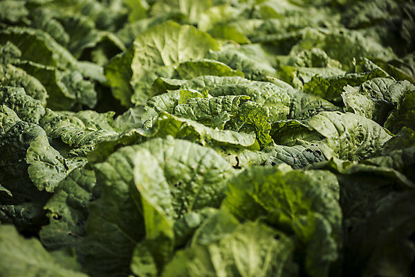 포토 JPG 주간 사람없음 야외 여러개 배추 국내포토 자연요소 다수 채소 파일형식