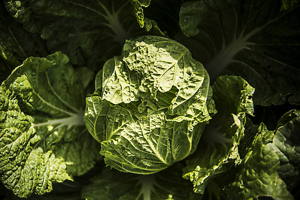 포토 JPG 주간 사람없음 야외 여러개 배추 국내포토 자연요소 다수 채소 파일형식