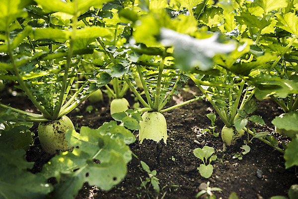 포토 JPG 주간 사람없음 야외 여러개 무 국내포토 자연요소 다수 뿌리채소 파일형식