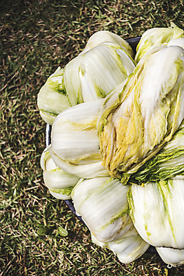 포토 JPG 주간 사람없음 야외 여러개 배추 절임배추 국내포토 자연요소 다수 채소 식재료 파일형식